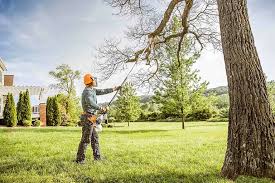 Organic Lawn Care Solutions in Orchard City, CO