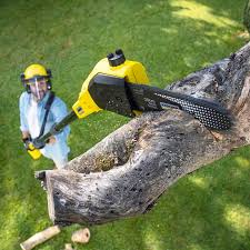 How Our Tree Care Process Works  in  Orchard City, CO