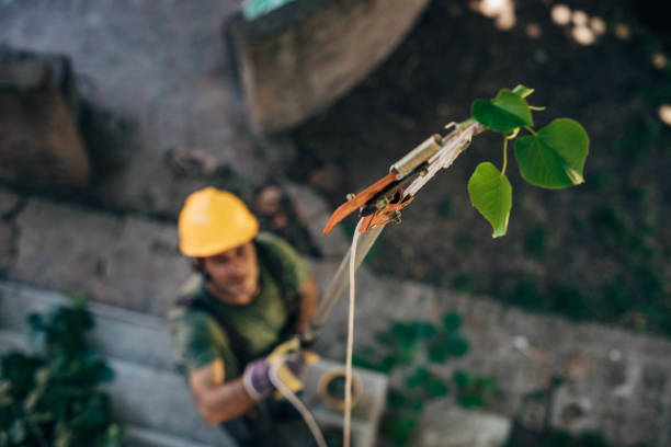 Best Root Management and Removal  in Orchard City, CO