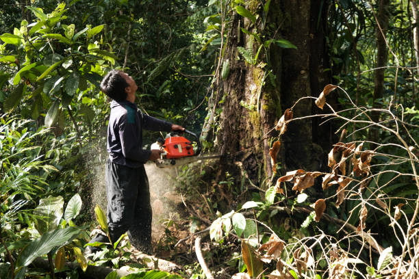 Professional Tree Services in Orchard City, CO
