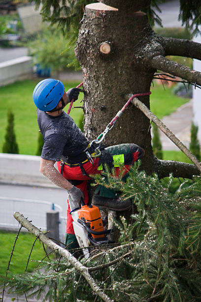 Orchard City, CO Tree Services Company