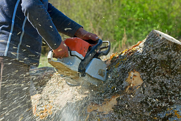 Best Lawn Disease Treatment  in Orchard City, CO