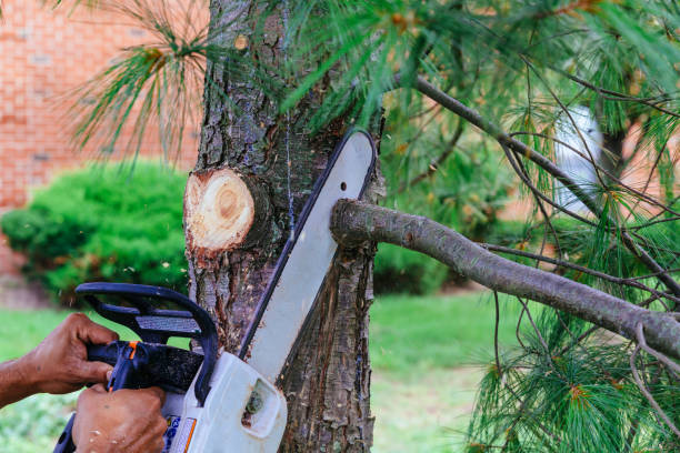 Best Leaf Removal  in Orchard City, CO